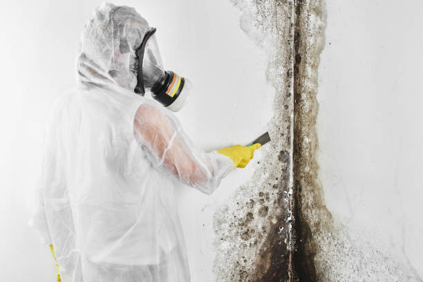 Best Fast Mold Removal  in Audubon Park, KY
