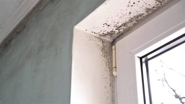 Best Professional Mold Removal  in Audubon Park, KY